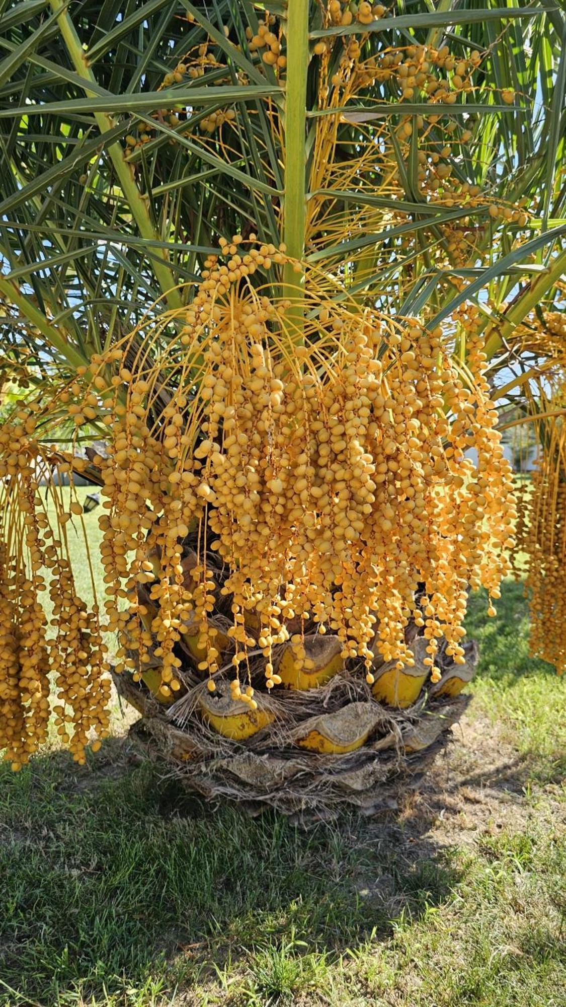 דליאן Villa Bade מראה חיצוני תמונה